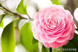 若人走茶凉，便守心自暖图片
