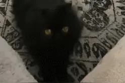 猫咪想吸引主人注意，竟然跳起踢踏舞，原因和它之前生活有关图片