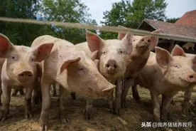 常见的几种养猪方法图片