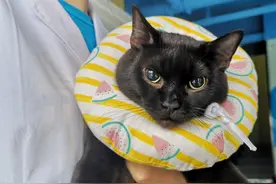 猫咪做完绝育反应过来，一脸幽怨地盯着医生图片