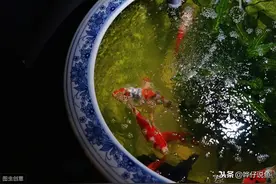 盘点6个减少鱼缸换水量的套路，有一个鲜有人知，有一个脑洞大开图片