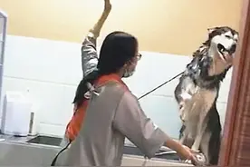 二哈被送去洗澡，主人中途进去看了眼忍不住想笑：不用给我面子图片