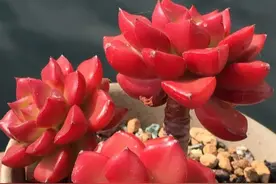 想要蒂亚多肉上色出状态，爆盆，7点不能忽略图片