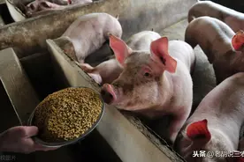 俗语：“要想生猪长得胖，糖精、苏打要跟上”，究竟是何道理？图片