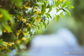 俗语“门前有桂，家兴人旺”，真的吗？三种地方不适宜种桂花树图片