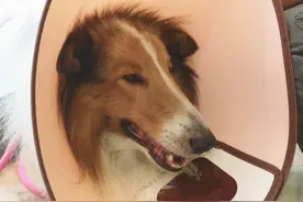 主人带苏牧来医院看病，狗狗食欲不好，趴在地上很安静让人心疼图片