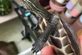 如何饲养出一只发色的乌龟？图片