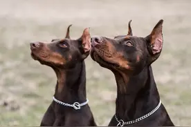 十分凶猛犬种之一"杜宾犬"，你敢养吗？图片