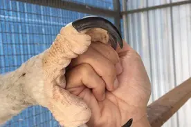 世界猛禽战力排行榜图片