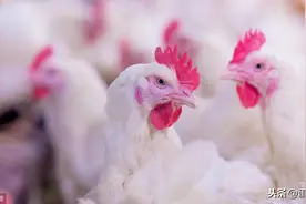 养鸡如何使用消毒剂能发挥最佳效果？掌握这3点，杀灭环境病原菌图片