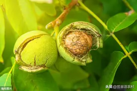 农业专家提示：五月份核桃5项管理技术，适时方法一看就是高手图片