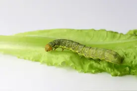 大白菜上的菜青虫打什么药好？农民朋友要用好这3类农药图片