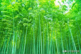 咬定青山不放松，任它东西南北风图片