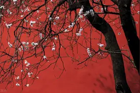 春天花会开，手机怎么拍？7大要领让你的照片更脱俗图片