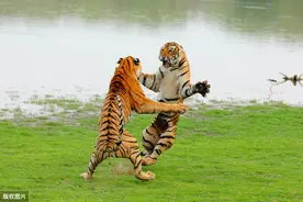 “森林之王”是怎样练成的？老虎兄妹模拟狩猎实力超群还偷偷认真图片