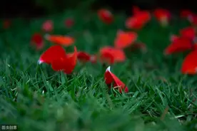 清明.祭母图片