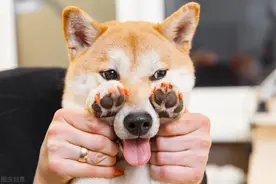 柴犬的六大缺点，不是人人都能接受的图片