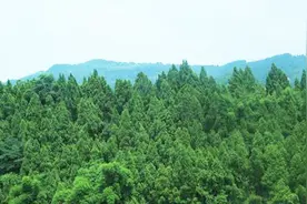 林草科普|“森林覆盖率”“林木绿化率”和“生态平衡”图片