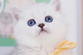 好萌好可爱的布偶喵星人，你会喜欢哪一张呢？图片