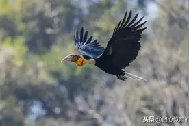 飞翔的花冠皱盔犀鸟图片