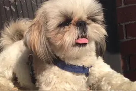 西施犬的漂亮来源于有两像小马尾的可爱小耳朵图片