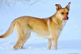 故事：他冻僵雪地将死，员外救他性命，不久，他却带人闯进恩人家图片