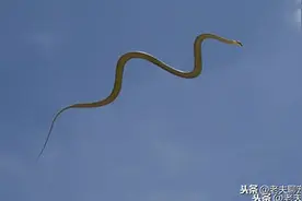 蛇类中的“空军”，“会飞的毒蛇”——天堂金花蛇图片