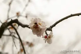 墙角数枝梅，凌寒独自开图片