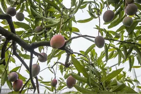 芒果高产无公害栽培技术，掌握科学知识要点，提高农民增收增产图片