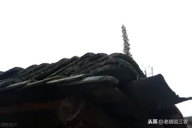 农村俗语：“家道是衰还是兴，爬上房顶看瓦松”是啥意思？图片