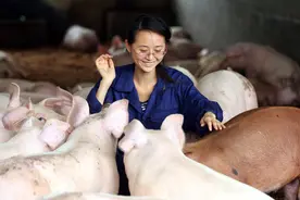 农户想养猪致富却不知道养多大规模？看看本文的分析你就明白了图片