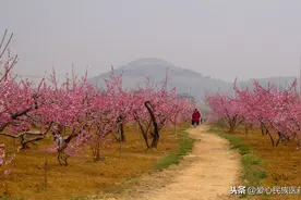 观桃赏桃花  有多少朋友了解桃花的大作用图片