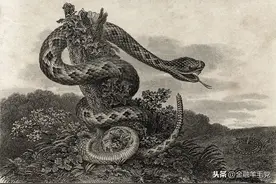梦见蛇是什么意思 -解析梦境图片
