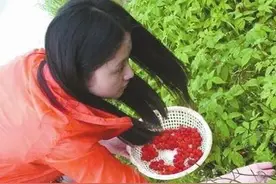 大山里的“瓢儿”事图片