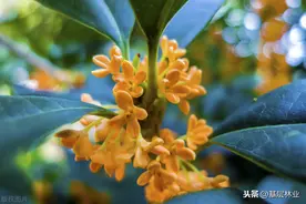 桂花都有哪些品种？哪个品种桂花最好？图片