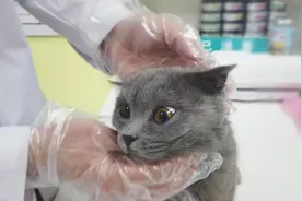 检查发现猫咪得了口腔溃疡需要喷药，小家伙一脸惊恐：认真的？图片