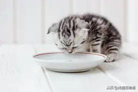 知道吗？猫咪不爱喝水，一天到底需要喝多少水？图片