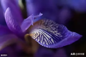 花开得像个糖三角，叶子像韭菜的鸢尾花，摄影有3种方法可以拍图片