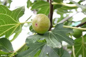 想无花果优质高产，夏季管理很关键，请注意这些要点图片