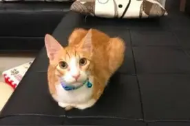 小主人被罚面壁思过，橘猫就在一旁陪伴：一看平时就没白疼图片