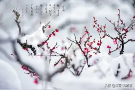 王安石写了两首《梅花》，都入选小学课本堪称经典图片