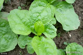 落葵的栽培技术，推荐大家种植方法，以及平时的养护管理图片