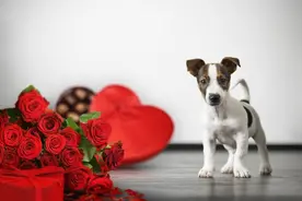 没有玫瑰、电影撤档、餐厅停业、商场关门、酒店惨淡……这个情人节，我只希望你平平安安图片