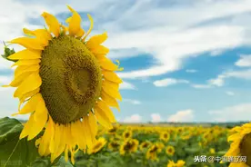 “人间有爱”原创诵读作品征文展播｜中国，高擎起春天向你致敬图片