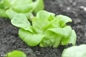蔬菜苗烂根怎么办？蔬菜苗烂根用什么药防治？4项措施有效预防好图片