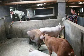 陕西夫妻靠养猪在农村老家建起三层小楼，生三个娃不再去广东打工图片