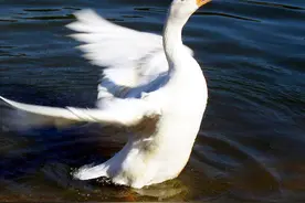 我的宠物我的鹅图片