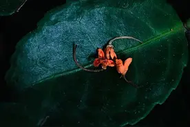 人闲桂花落，还好没有错过图片