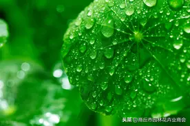 镜面草能长多大 镜面草长虫怎么办图片