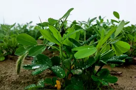 雨后的农村田野，满地的新绿，给人满地的希望图片